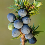 Group logo of Juniper Berry Community SY 24-25
