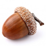 Group logo of Acorn Community - SY 24-25