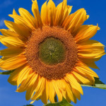 Group logo of Sunflower Community - SY 24-25