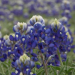 Group logo of Bluebonnet Community - SY 24-25
