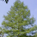 Group logo of Cypress Tree Community - SY 24-25
